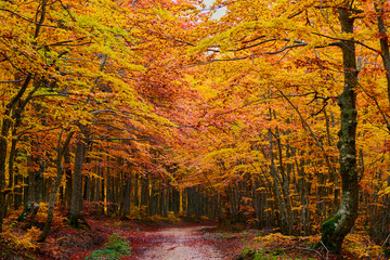 Autunno ai Prati di tivo