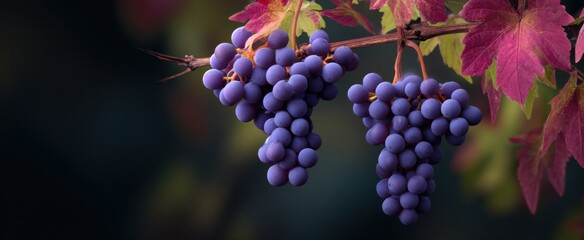 Obraz premium Wild grapes dangle lushly showcasing the planet's bountiful yield