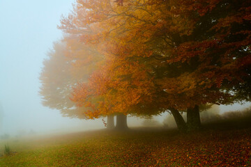 Autunno ai Prati di tivo