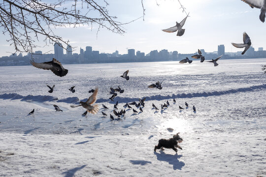Large city across a wide frozen river with snow in the foreground. A flock of pigeons is startled and flying away as a playful Miniature Schnauzer runs towards them. Winter urban scene with snowy rive