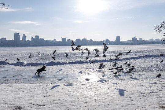 Large city across a wide frozen river with snow in the foreground. A flock of pigeons is startled and flying away as a playful Miniature Schnauzer runs towards them. Winter urban scene with snowy rive
