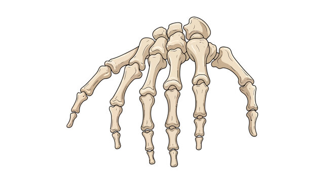Anatomical illustration of the human hand skeleton bones viewed from the palm side