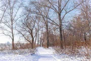 Obraz premium Urban winter forest with snow covered footpath in city park near river beach, bright sunny day with clear blue sky, small trees and natural vegetation in urban environment, peaceful winter landscape