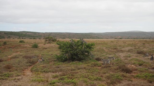 An inquisitive troop of vervet monkeys in the African bush with some moving through the grassland and some sitting in the branches of a small tree
