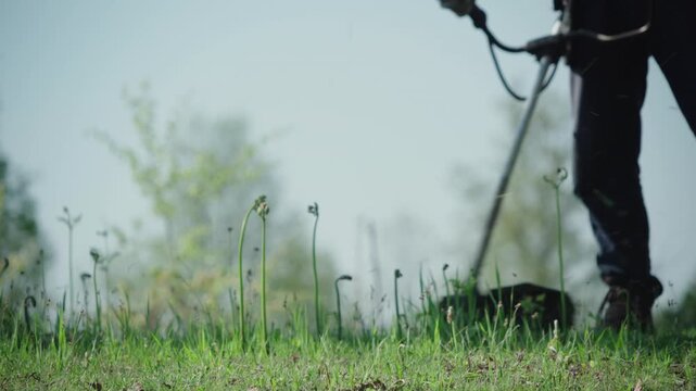 Person uses a string trimmer to cut grass in a grassy outdoor area. Low angle close up