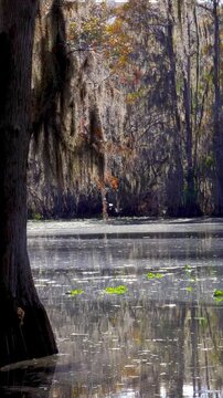 Vertical video of picturesque West River Preserve swamp in Tampa, Florida with water lilies and drifting pollen, moss-draped oaks swaying as a great white heron lifts off across still water.