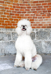 A large white dog of the breed Royal Poodle sits on a wall background. Dog training and walking. Groomer. Photo vertical and blurred