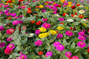 A garden alive with vibrant zinnias in full bloom, spreading joy and color.