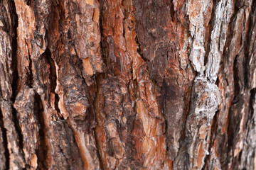 Obraz premium Close up texture of rough brown tree bark.
