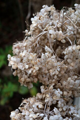Close up of dead hydrangea flower texture in nature garden.