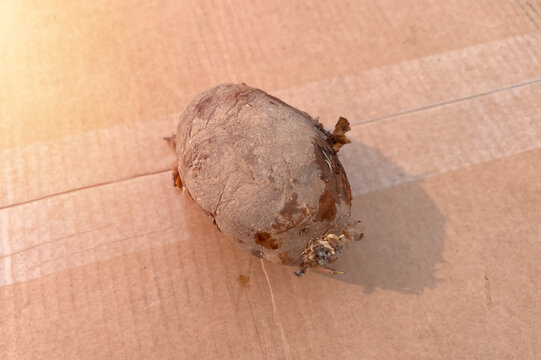 Shriveled potato with new growth