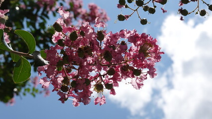 美しい百日紅の花