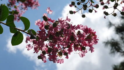 美しい百日紅の花