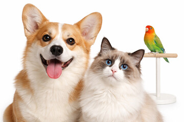 Obraz premium Corgi dog with ragdoll cat and lovebird perched, cute pet trio isolated on white background pet shop concept