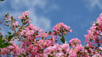 美しい百日紅の花
