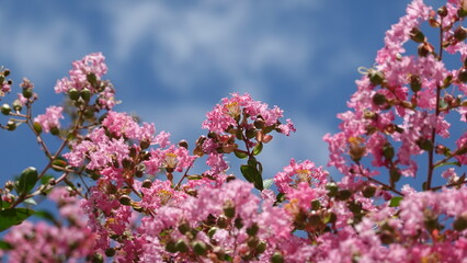 美しい百日紅の花
