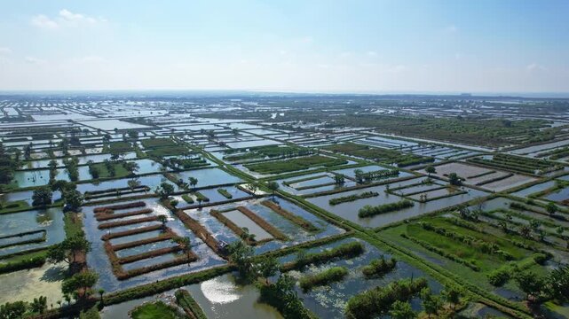 Aerial drone footage of flat wide aquatic fish and seafood farms shaped in patterns, with green vegetations in between, nearby the sea, sunny weather, in Domas, Serang regency, Java island, Indonesia
