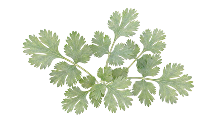 Fresh Cilantro Leaves on White Background