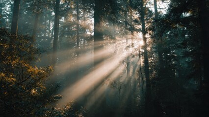 Fototapeta premium Sunbeams Through Forest Trees