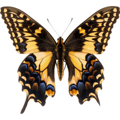 Vibrant yellow butterfly with black and blue markings on wings