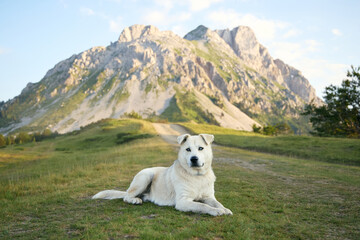 A light-colored mixed breed dog lies down on grass with peaks in the distance. The relaxed pose conveys peace and comfort.