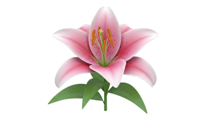Pink Lily Flower Bloom