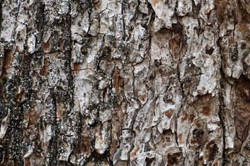 Obraz premium Natural pattern of old wood skin with cracks.