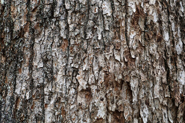 Obraz premium Natural pattern of old wood skin with cracks.