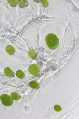 Green pennywort leaves floating on clear water with soft ripples.