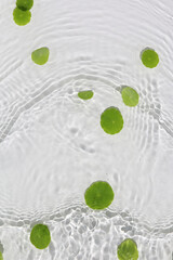 Green pennywort leaves floating on clear water with soft ripples.