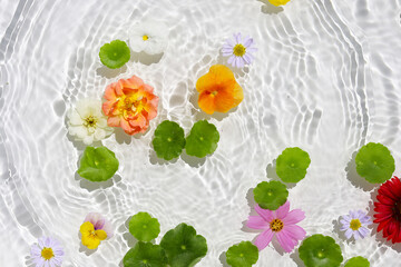 Green pennywort leaves with beautiful flowers floating on clear water with soft ripples.