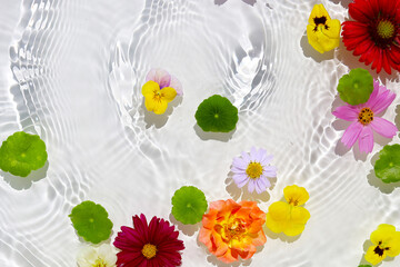 Green pennywort leaves with beautiful flowers floating on clear water with soft ripples.