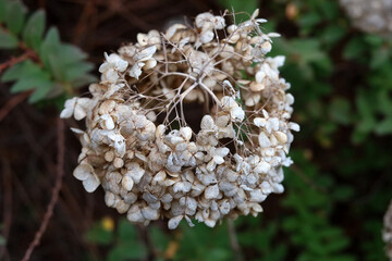 Close up of dead hydrangea flower texture in nature garden.