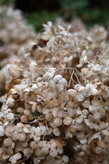 Close up of dead hydrangea flower texture in nature garden.
