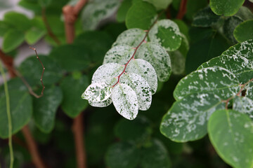 Breynia disticha or Snowbush in a garden.