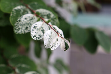 Breynia disticha or Snowbush in a garden.