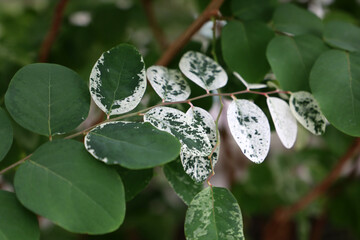 Breynia disticha or Snowbush in a garden.