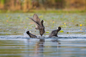 Three Eurasian coot (Fulica atra) fighting on a pond. These birds are also known as the common...