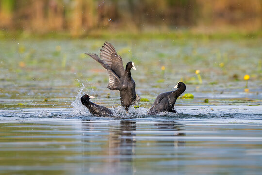 Three Eurasian coot (Fulica atra) fighting on a pond. These birds are also known as the common coot, or Australian coot, and are a member of the rail and crake bird family, the Rallidae.