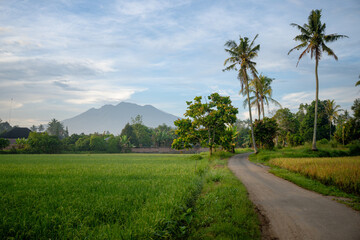 Rural countryside path passing through green rice fields with palm trees and mountain backdrop under soft daylight. Peaceful agricultural landscape representing nature, travel, and outdoor lifestyle  © Nuzul