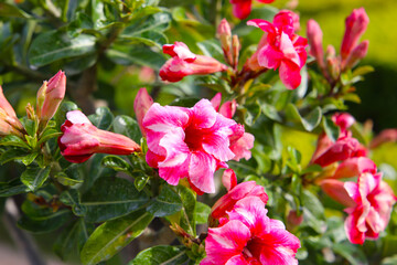 Adenium obesum, Desert rose flowers in full bloom.