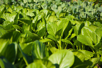Cantonese Kale or Chinese Mustard Green growing in a garden bed