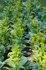 Choy Sum or flowering white cabbage growing in a garden bed