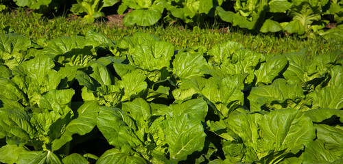 Chinese cabbage growing in a garden bed