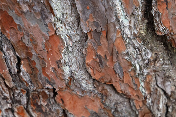 Close up texture of rough brown tree bark.