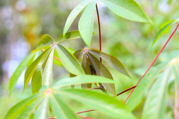 Green leaves of a cassava plant grow in the field.