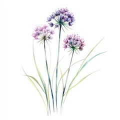 Naklejka premium Aesthetic spring Allium flower flowers art illustration.