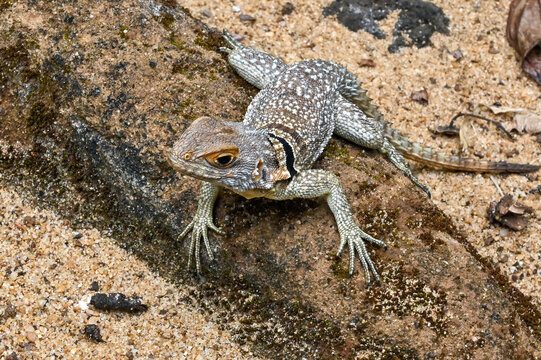 Madagascar spiny-tailed iguana (Oplurus cuvieri) . Wild life animal. Madagascar nature