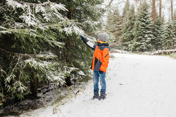 Obraz premium Boy touching snow on spruce tree in winter forest