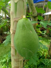 Unripe Green Papaya Fruit Hanging on Tree Trunk in Tropical Organic Farm